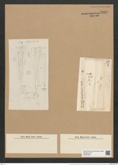 Licmophora grandis var. divisa (Kuetz.) Grun. (de-Toni-Nr.: Genus 86, Species 2966) Zeichnungen Sammlung Grunow Nr. 6018 (NHMW-BOT-W0374523)